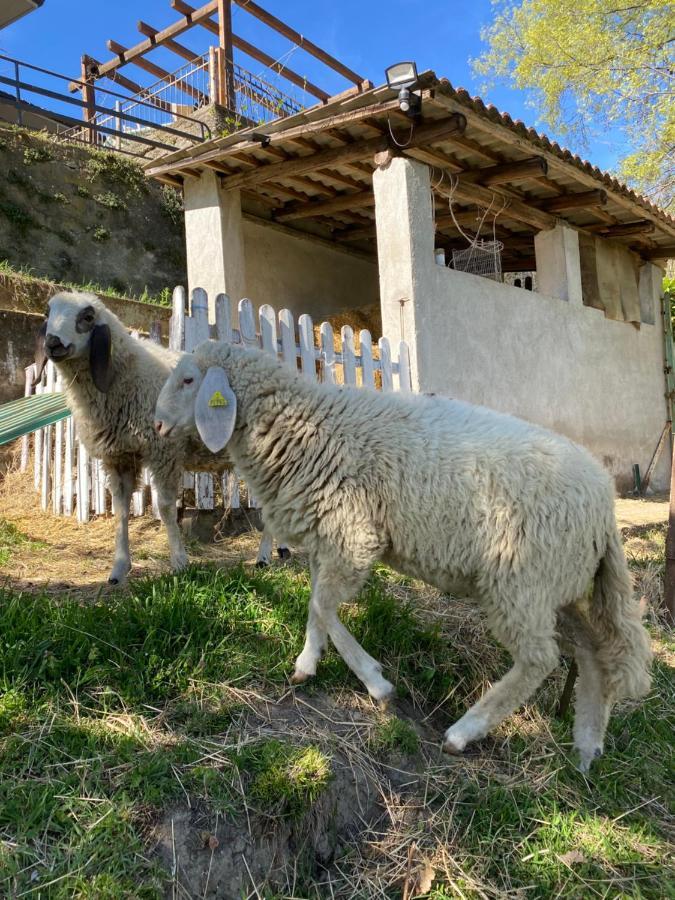 Come Una Volta Farm Brozolo Exterior foto